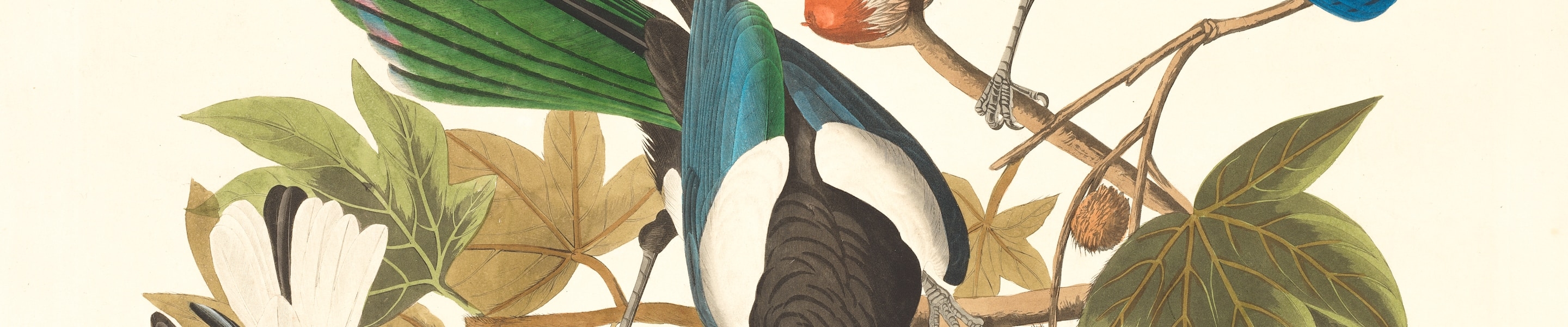 Yellow-billed magpie, Stellers jay, Ultramarine jay and Clark's crow. Artist: Audubon, John James, 1785-1851